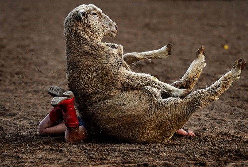 Mutton busting sounds like fun! Okay, maybe this isn't the best example...