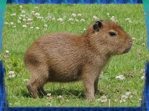 Look how cute and cuddly this guy is! He's like a giant bunny rabbit...minus the long ears and adorable little tail.