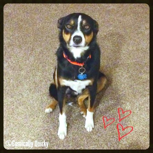 Just kidding! But seriously, do I get a treat or what?