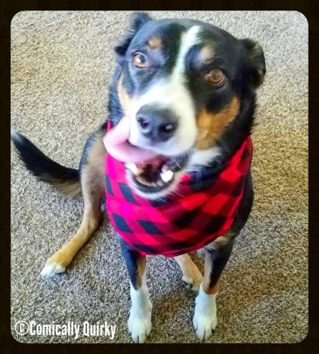 Don't mind me; I'll just be strategically chilling under the table.